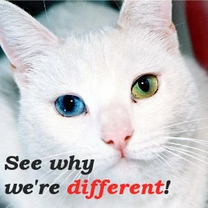 Cat with Blue and Green Eyes - See why we're Different